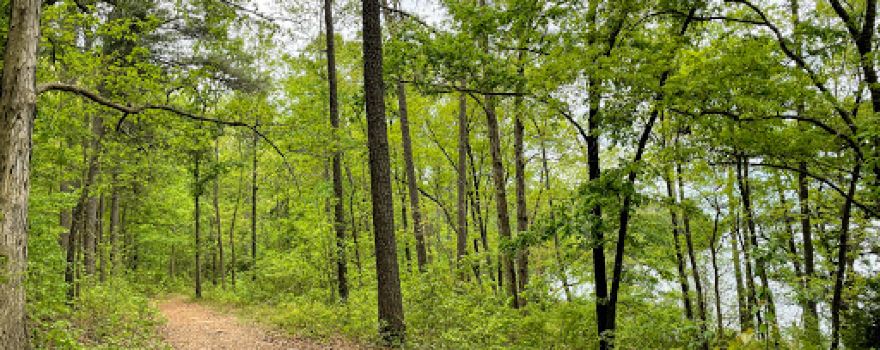 Lake Wallace Walking Trail