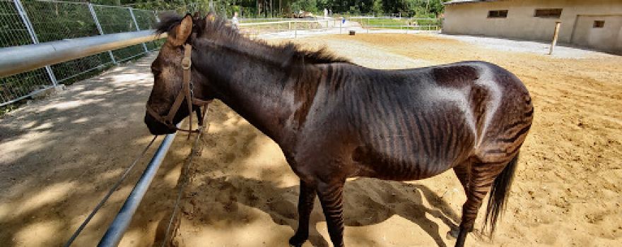 Elefantenreservat und Erlebnispark Starkenberg