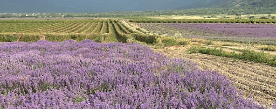 Lavender fields in Bulgaria