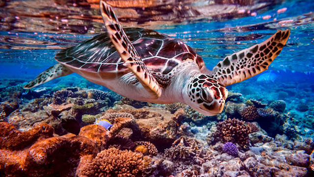 Sea Life Sharm Diving Center