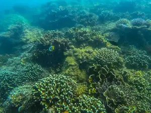 Raya Island