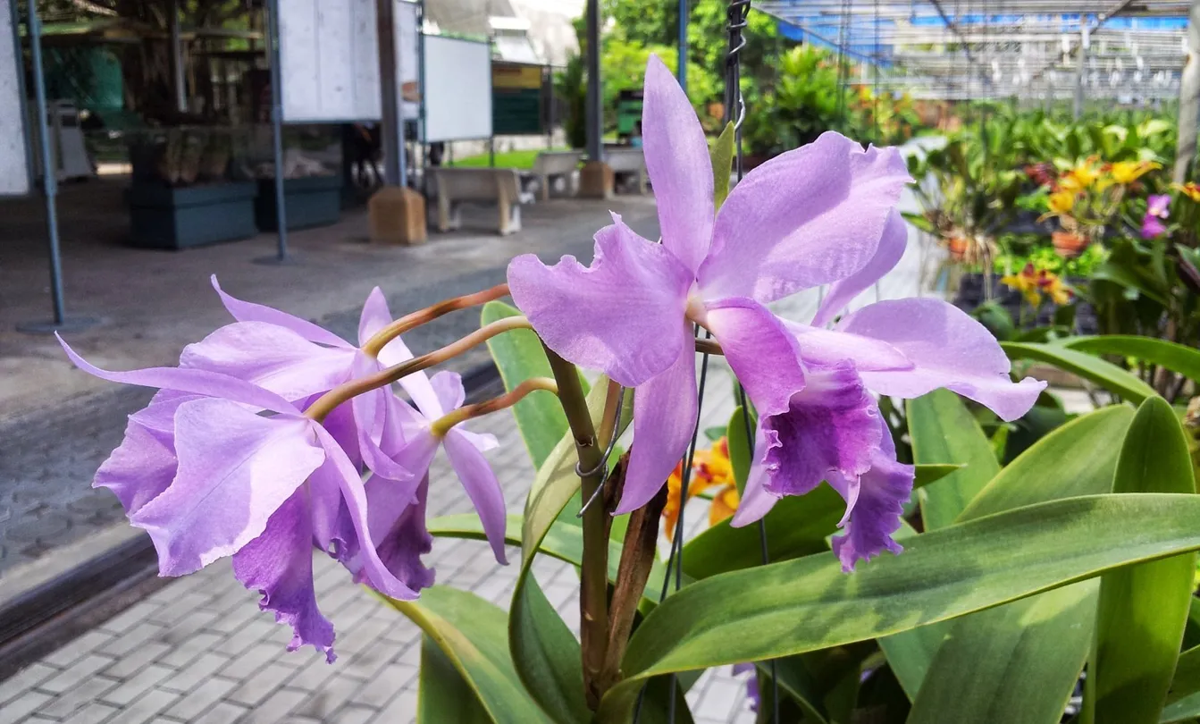 5_Samphran Elephant Ground And Zoo