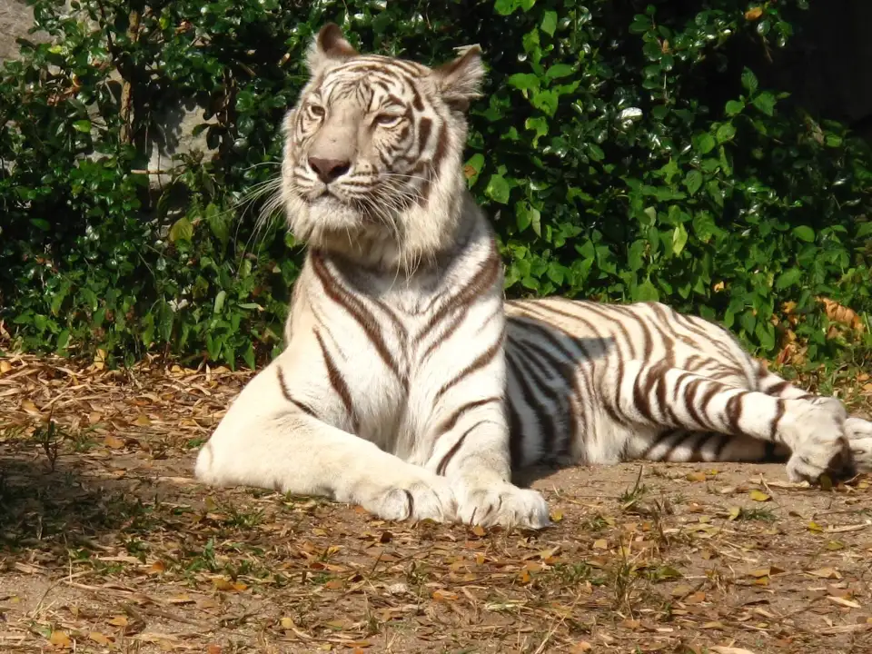 3_清邁動物園