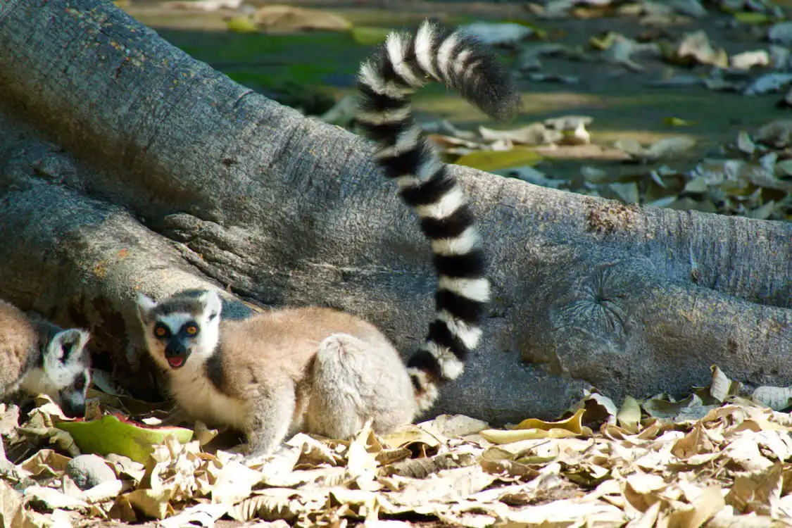 Hotels near Ecoparc Colima