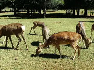 Cherokee Trace Drive-Thru Safari