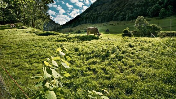 UNESCO Biosphäre Entlebuch