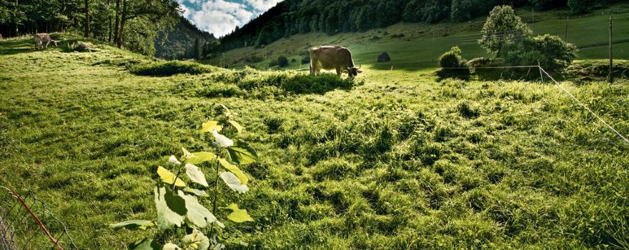 UNESCO Biosphäre Entlebuch
