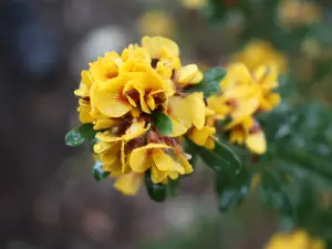 Stokes Bay Bush Garden