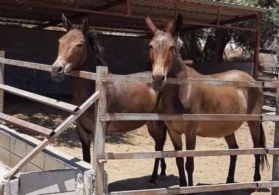 Dipotamos Donkey Farm