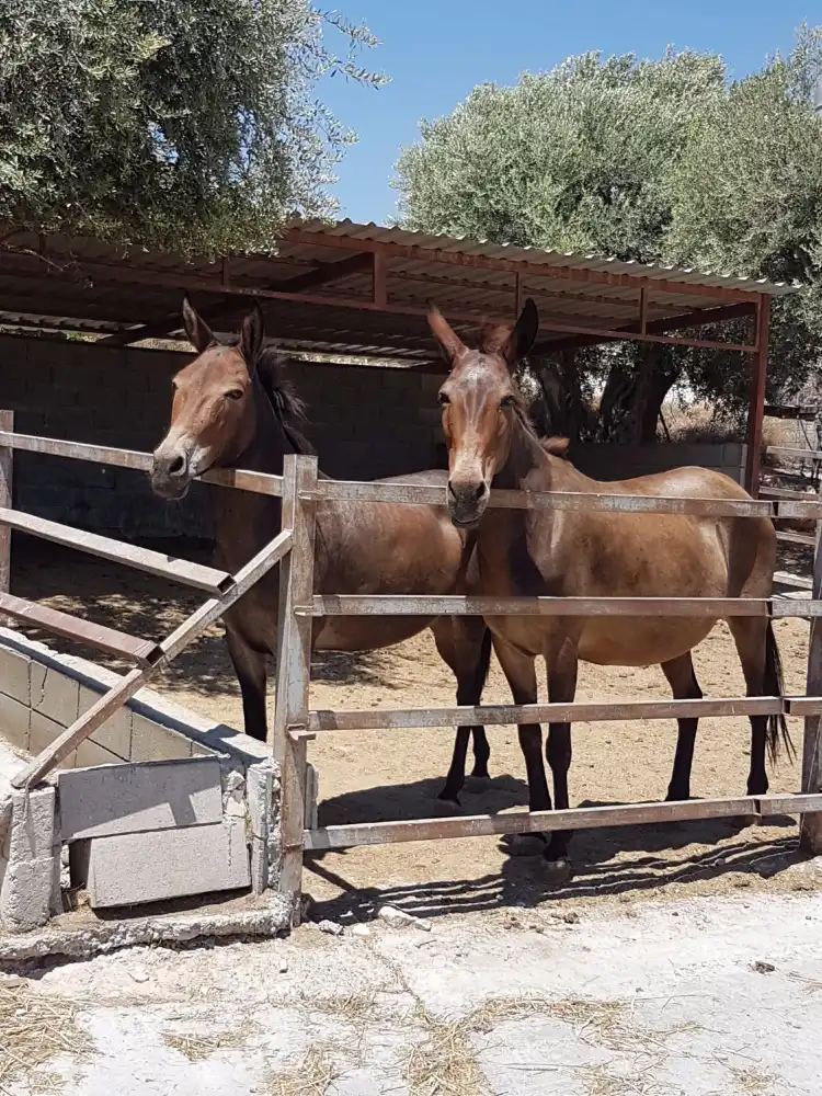 Hotels in der Nähe von Dipotamos Donkey Farm