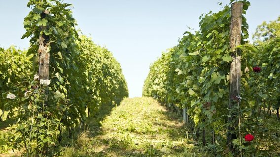 Azienda Vitivinicola Giulia - Sessanea