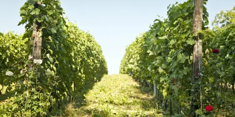 Azienda Vitivinicola Giulia - Sessanea