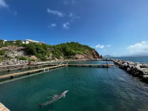 Dolphin Discovery St Kitts