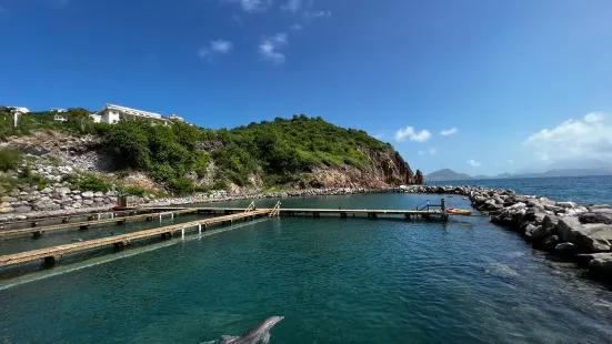 Dolphin Discovery St Kitts