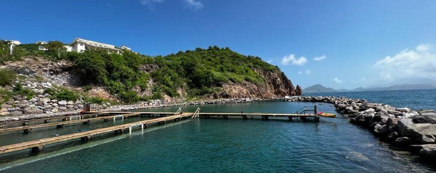 Dolphin Discovery St Kitts