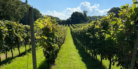 English Oak Vineyard