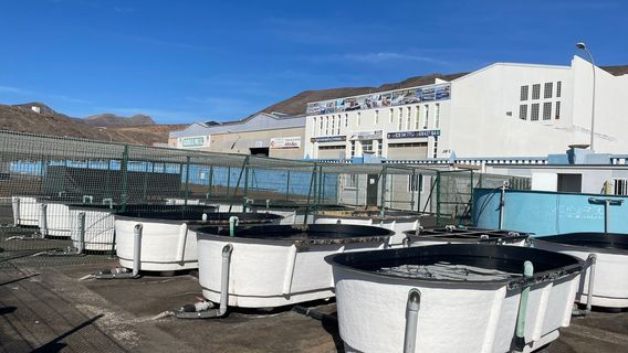 Centro de Recuperacion y Conservacion de Tortugas Marinas de Morro Jable