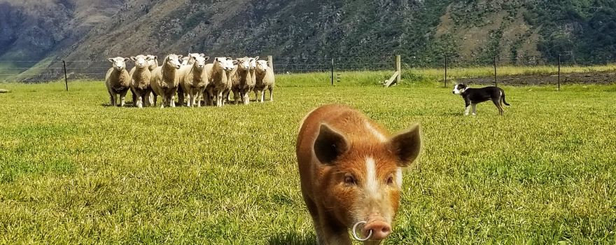 Real Country