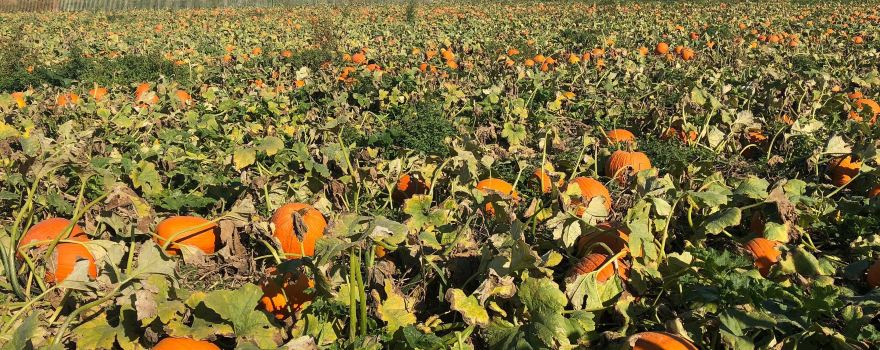 Harbes Orchard