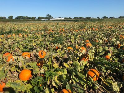 Harbes Orchard