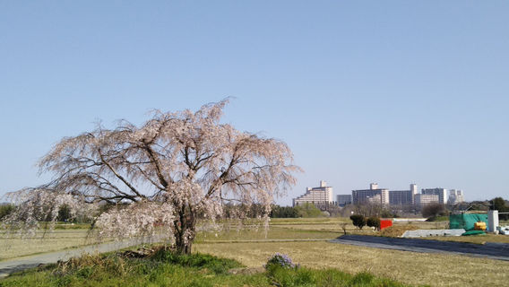 Hachioji