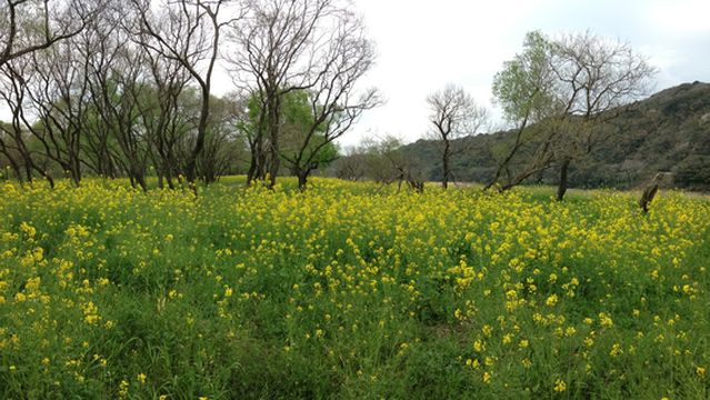 Watari River Green Park