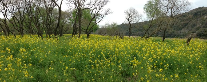 Watari River Green Park