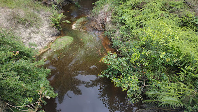 Foresta Simpang Rusa