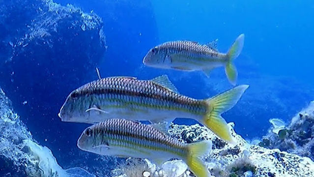 Diving Center Black Pearl Jelsa