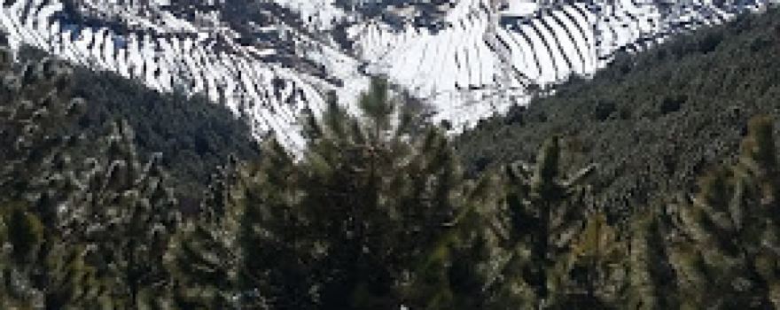 مسجد زیتون کامبٹ