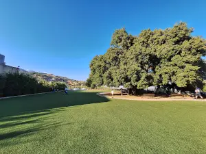 The Centennial Oak Tree