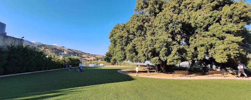 The Centennial Oak Tree