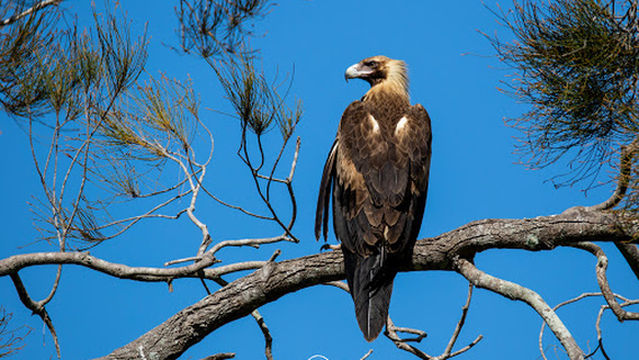 Coombabah Lakelands Conservation Area