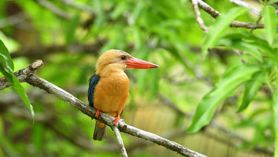 Kinabatangan