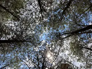 Parque Canino