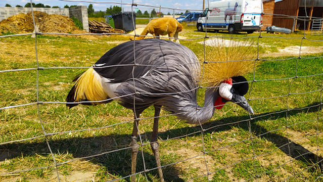 Alpakarnia Alpakacafe Poczesna