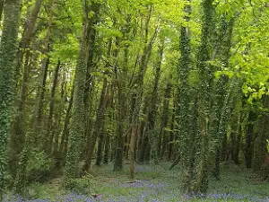 Mullaghreelan Wood