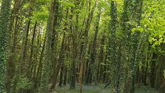Mullaghreelan Wood