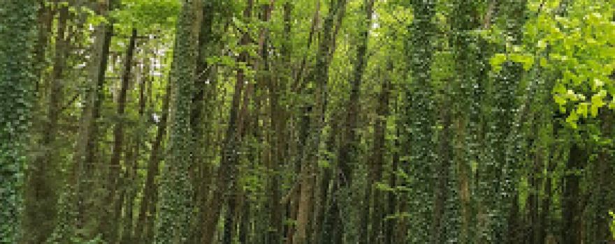 Mullaghreelan Wood