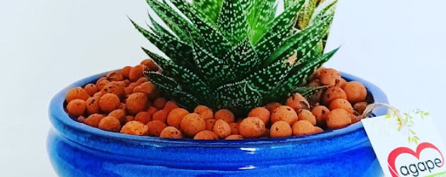 Agape Aqua Plants