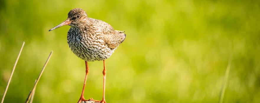 Minicamping & Groepsaccommodatie Tureluur