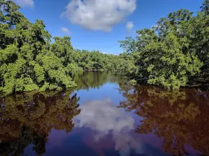 Bosque Estatal de Aguirre