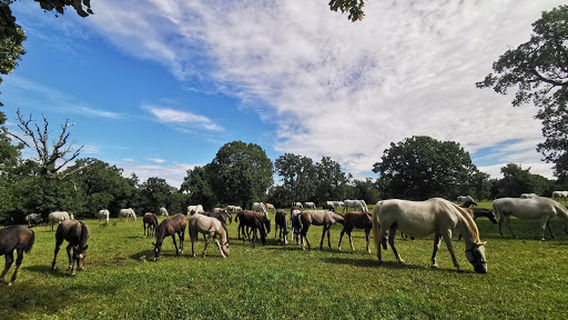 Kobilarna Lipica - Prireditvena jahalnica