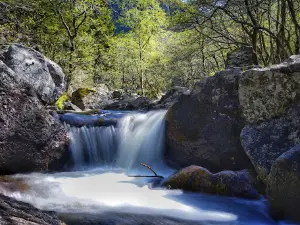 The Fairytale Forest