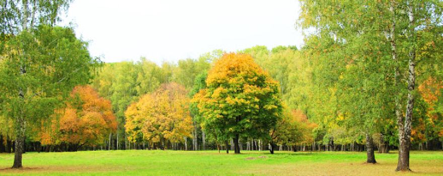 Park Pri Dvortse Gr. Bobrinskogo