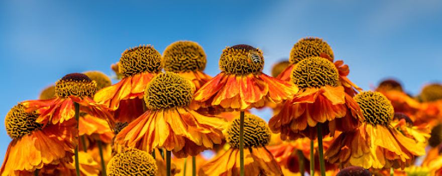 Walled Garden Nursery