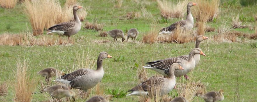 RSPB Adwick Washland - Dearne Valley - Nature Reserve