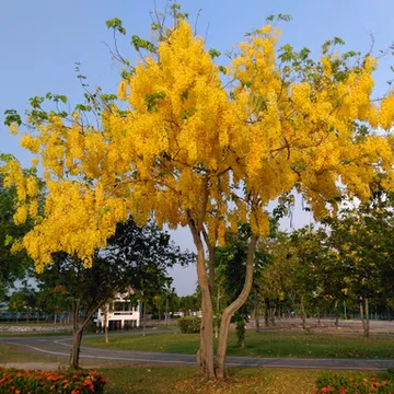 สวนเฉลิมพระเกียรติราชินี 60 พรรษา