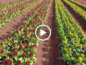 Hokkaido Flower Park Khaoyai