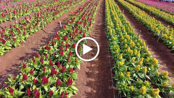 Hokkaido Flower Park Khaoyai